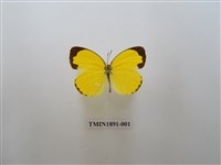 藏品(亮色黃蝶)的圖片